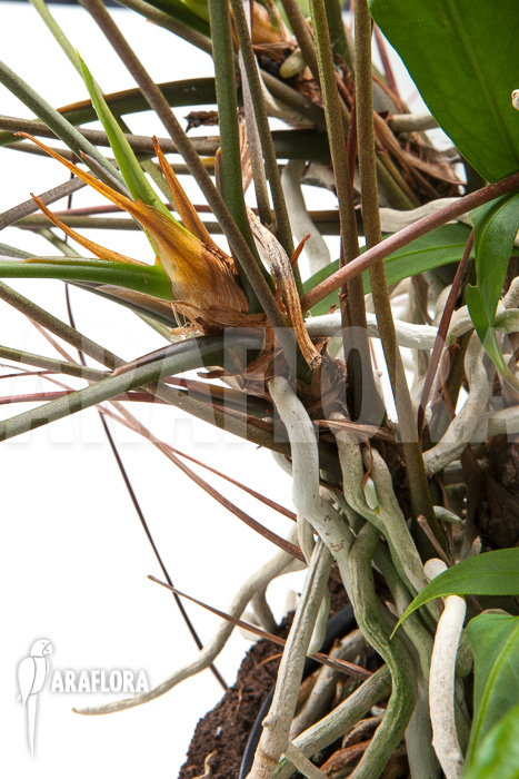 Anthurium gracile &lsquo;XL&rsquo;