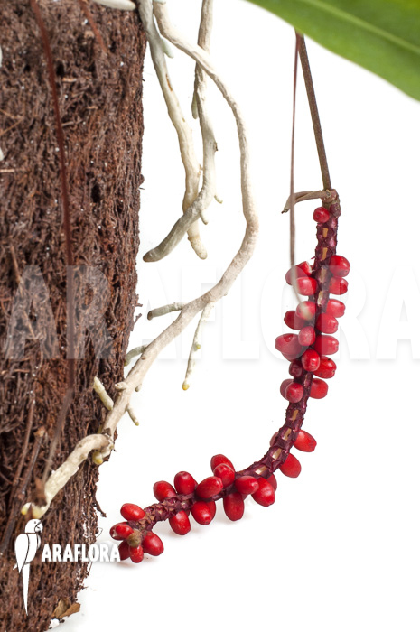 Anthurium gracile &lsquo;XL&rsquo;