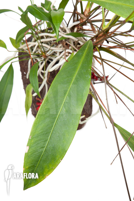 Anthurium gracile &lsquo;XL&rsquo;