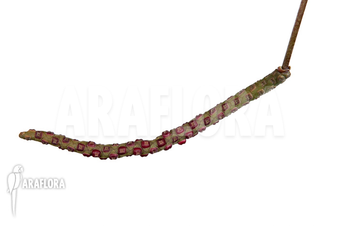 Anthurium gracile &lsquo;XL&rsquo;