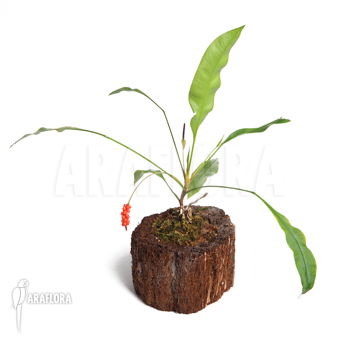 Anthurium gracile &lsquo;Surinam&rsquo;