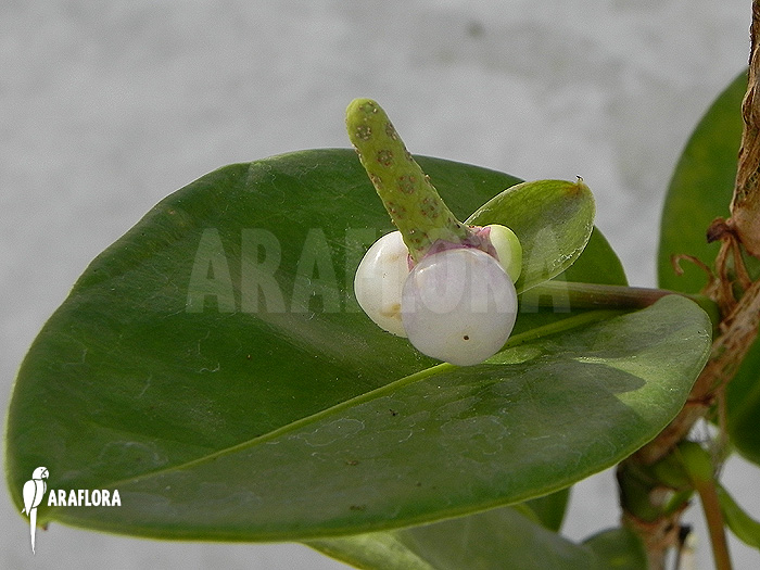 Anthurium-obtusum-S-5
