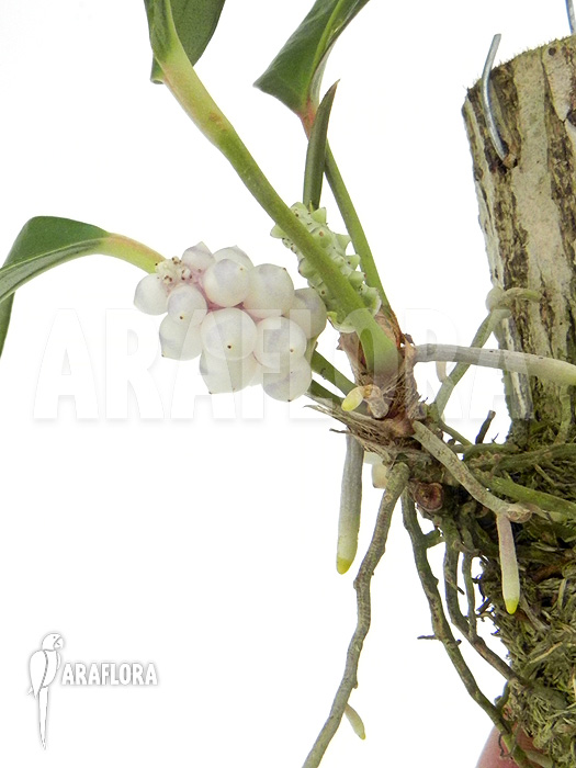 Anthurium obtusum &lsquo;Flower&rsquo;