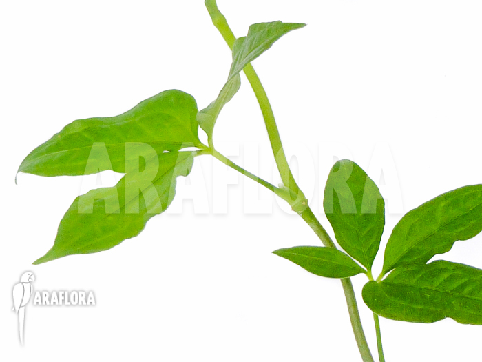 Anthurium pentaphyllum Costa Rica