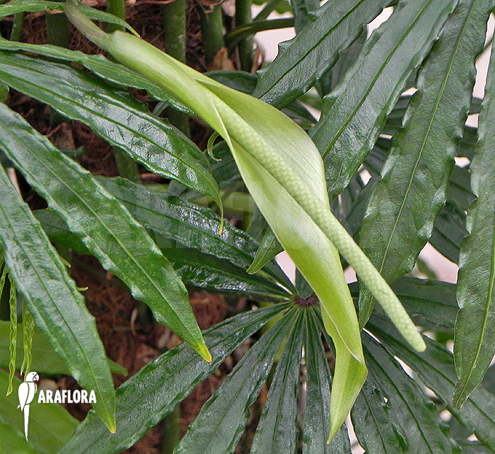 Flower Anthurium polyschistum
