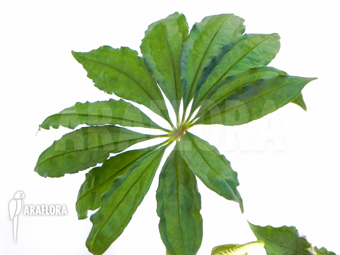 Anthurium polyschistum detail