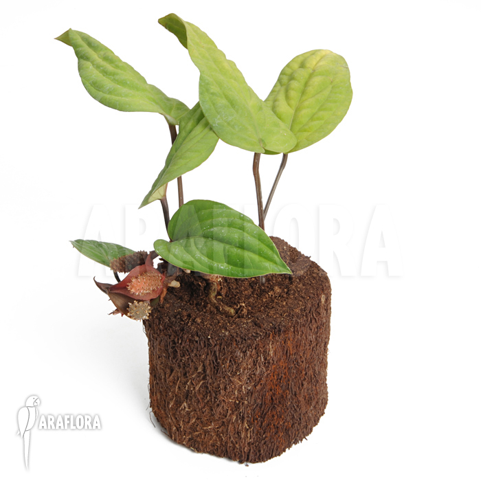 Anthurium radicans