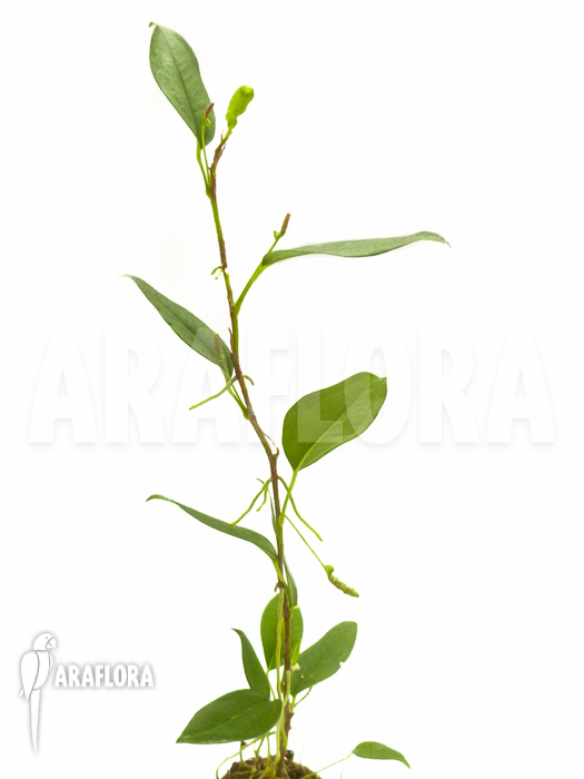 Anthurium scandens var pumila