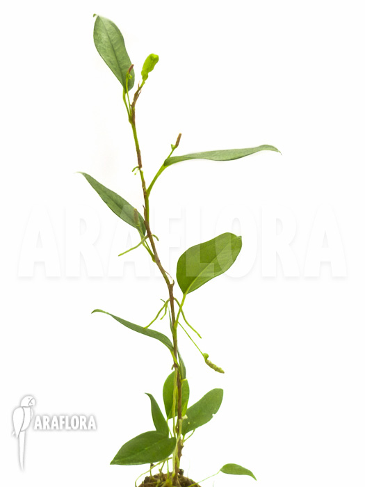 Anthurium scandens var. pumila &lsquo;XL&rsquo;