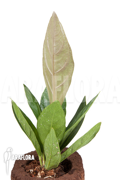 Anthurium sp Narrow