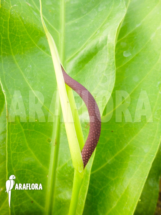 Anthurium species Jungle King