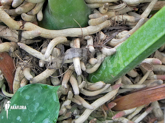 Anthurium species Jungle King