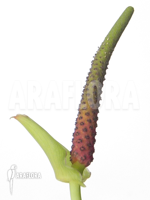 Anthurium species &lsquo;Arrow&rsquo;