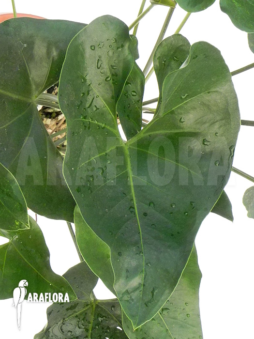 Anthurium species &lsquo;Arrow&rsquo;