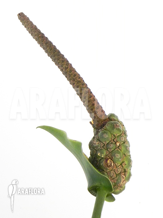 Anthurium species &lsquo;Arrow&rsquo;