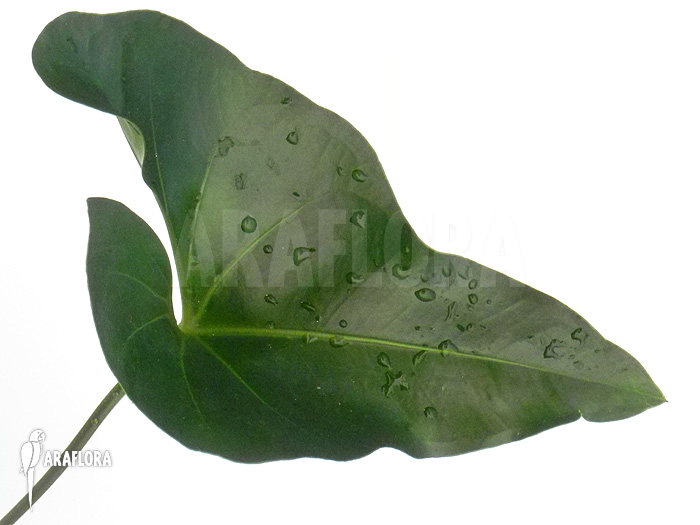 Anthurium species &lsquo;Arrow&rsquo;