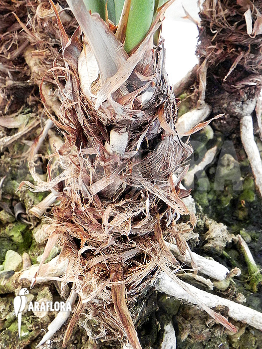 Anthurium species &lsquo;Arrow&rsquo;