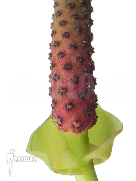 Anthurium species &lsquo;Arrow&rsquo;