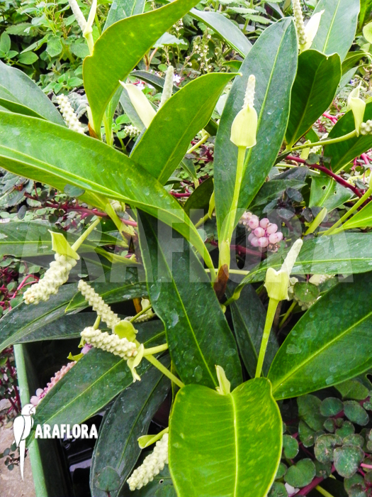 Anthurium obtusum &lsquo;trinerve&rsquo;