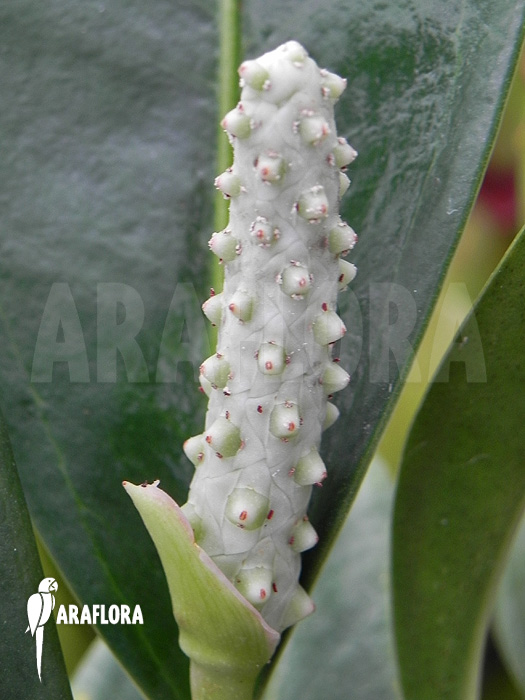 Anthurium obtusum &lsquo;trinerve&rsquo;