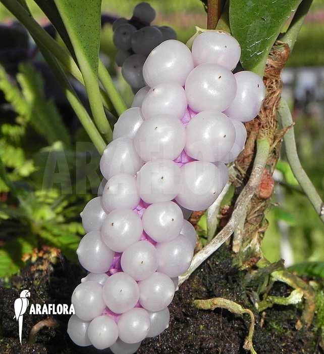 Anthurium obtusum &lsquo;trinerve&rsquo;