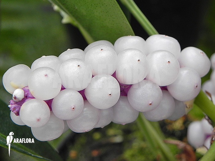 Anthurium obtusum &lsquo;trinerve&rsquo;