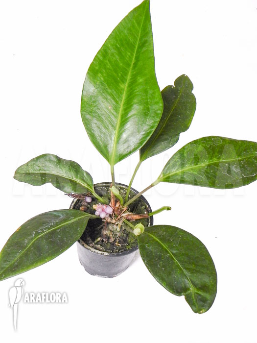 Anthurium obtusum &lsquo;trinerve&rsquo;