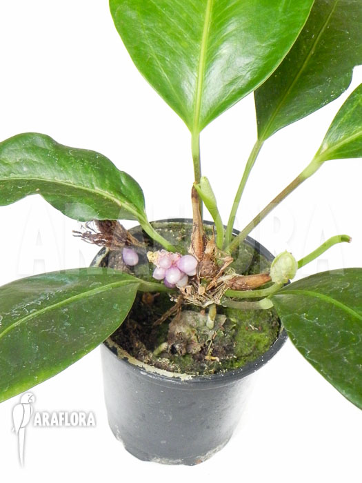 Anthurium obtusum &lsquo;trinerve&rsquo;