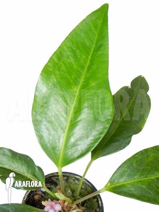 Anthurium obtusum &lsquo;trinerve&rsquo;