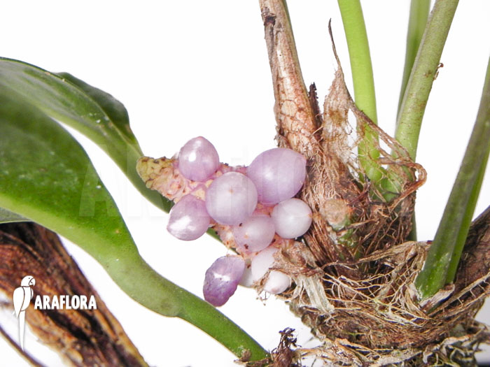 Anthurium obtusum &lsquo;trinerve&rsquo;