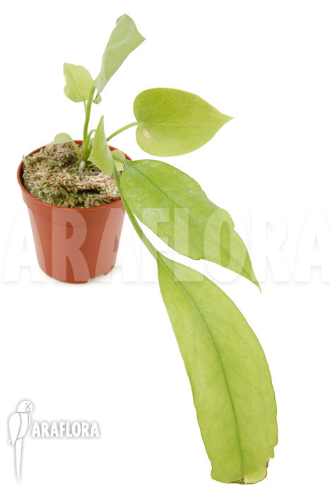 Anthurium vittarifolium typeB &lsquo;starter&rsquo;