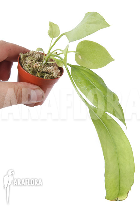 Anthurium vittarifolium typeB &lsquo;starter&rsquo;