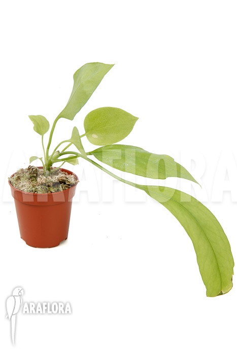 Anthurium vittarifolium typeB &lsquo;starter&rsquo;