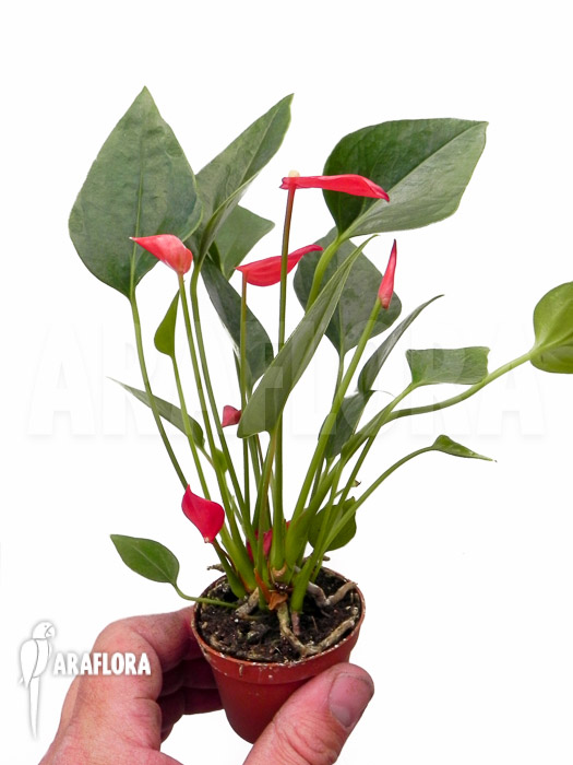 Anthurium x Mini jungle