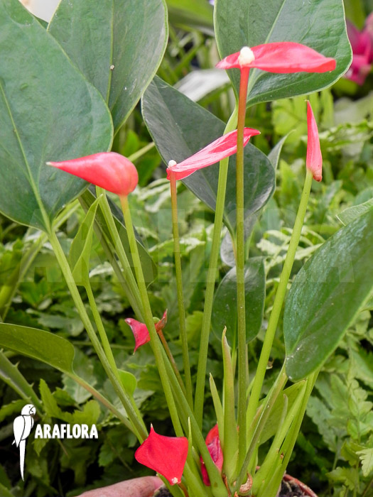 Anthurium x Mini jungle