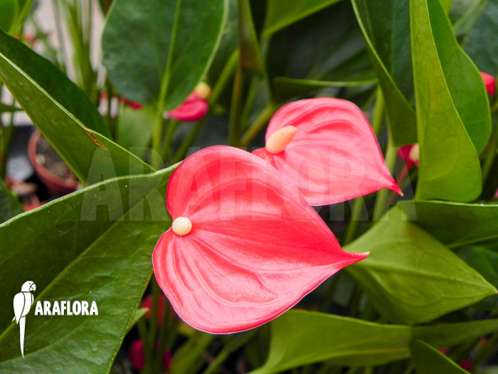 Anthurium x Mini jungle