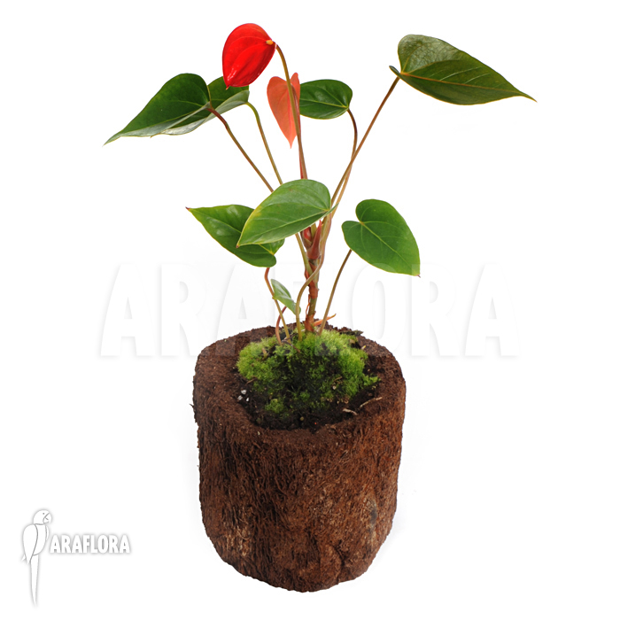 Anthurium x &lsquo;Araflora Jungle&rsquo;