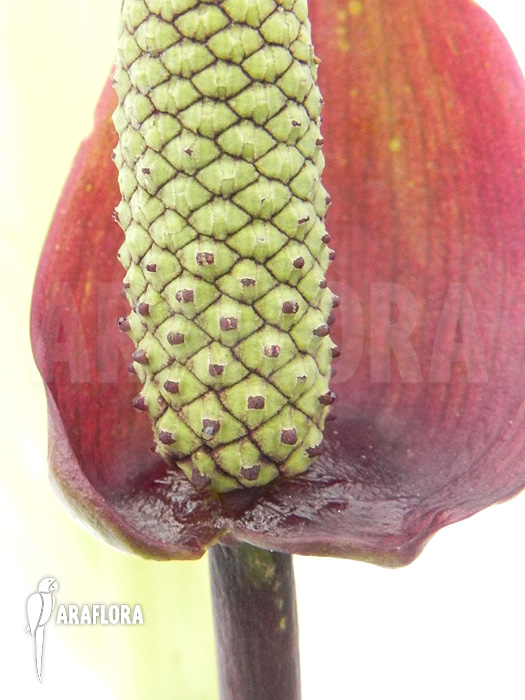 Anthurum species Rio Dulce Guatamala