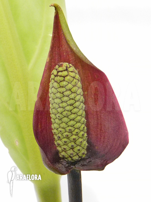 Anthurum species Rio Dulce Guatamala