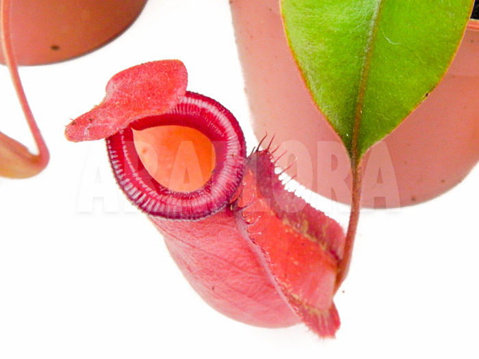 Araflora Carnivorous plant Nepenthes Starter package