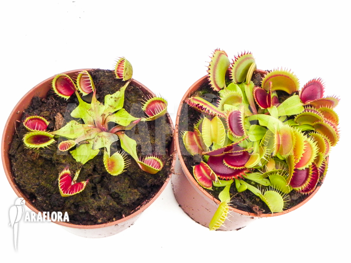 Araflora Carnivorous plant Venusflytrap Starter package