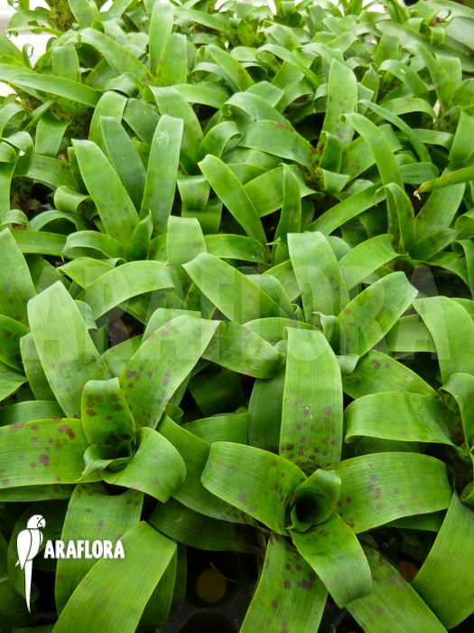 Araflora mini bromeliads package Vriesea racinae