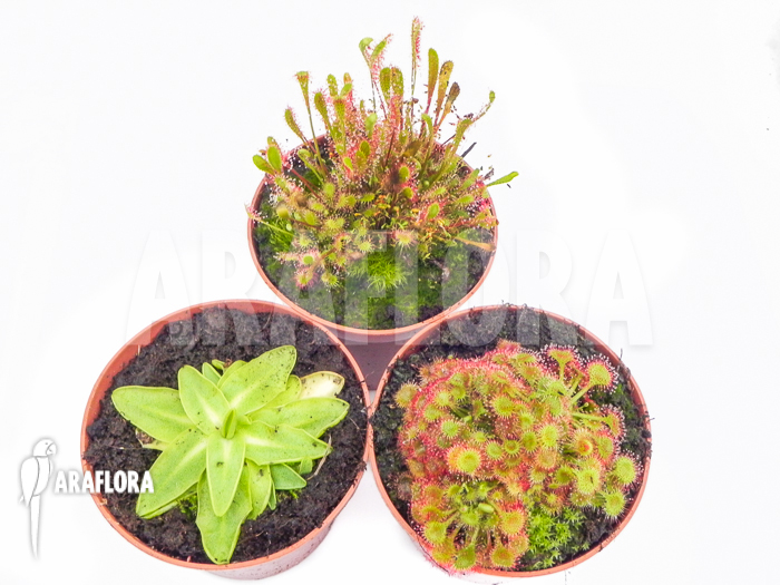 Araflora outdoor winterhardy carnivorous plants