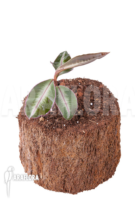 Ardisia sp Thailand&rsquo; Lined&rsquo;