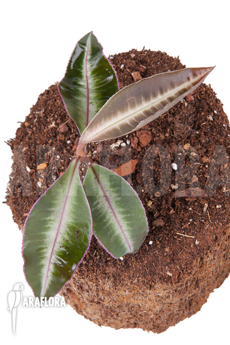 Ardisia sp Thailand&rsquo; Lined&rsquo;