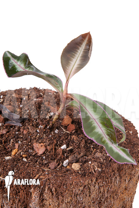 Ardisia sp Thailand&rsquo; Lined&rsquo;