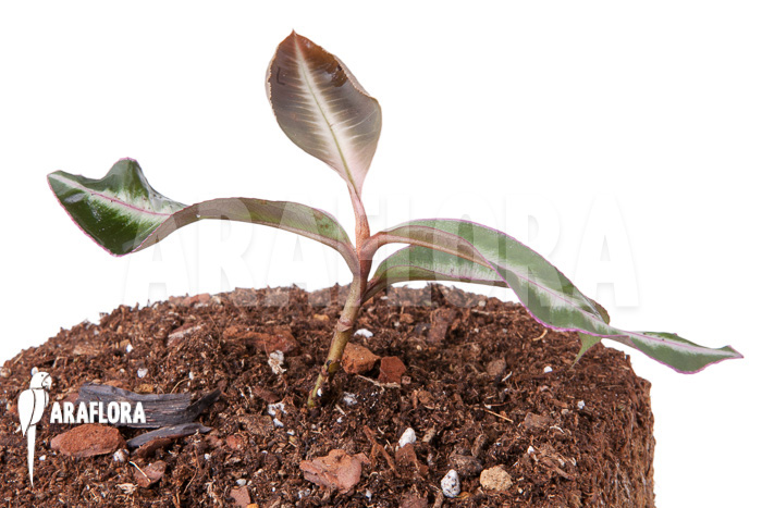 Ardisia sp Thailand&rsquo; Lined&rsquo;