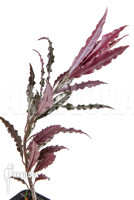 Ardisia sp &lsquo;pink&rsquo;