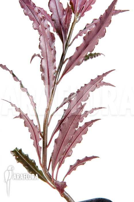 Ardisia sp &lsquo;pink&rsquo;