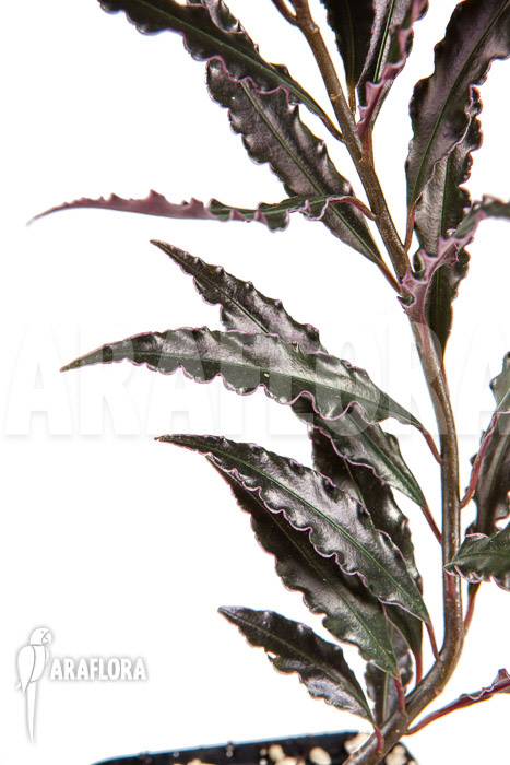 Ardisia sp &lsquo;pink&rsquo;